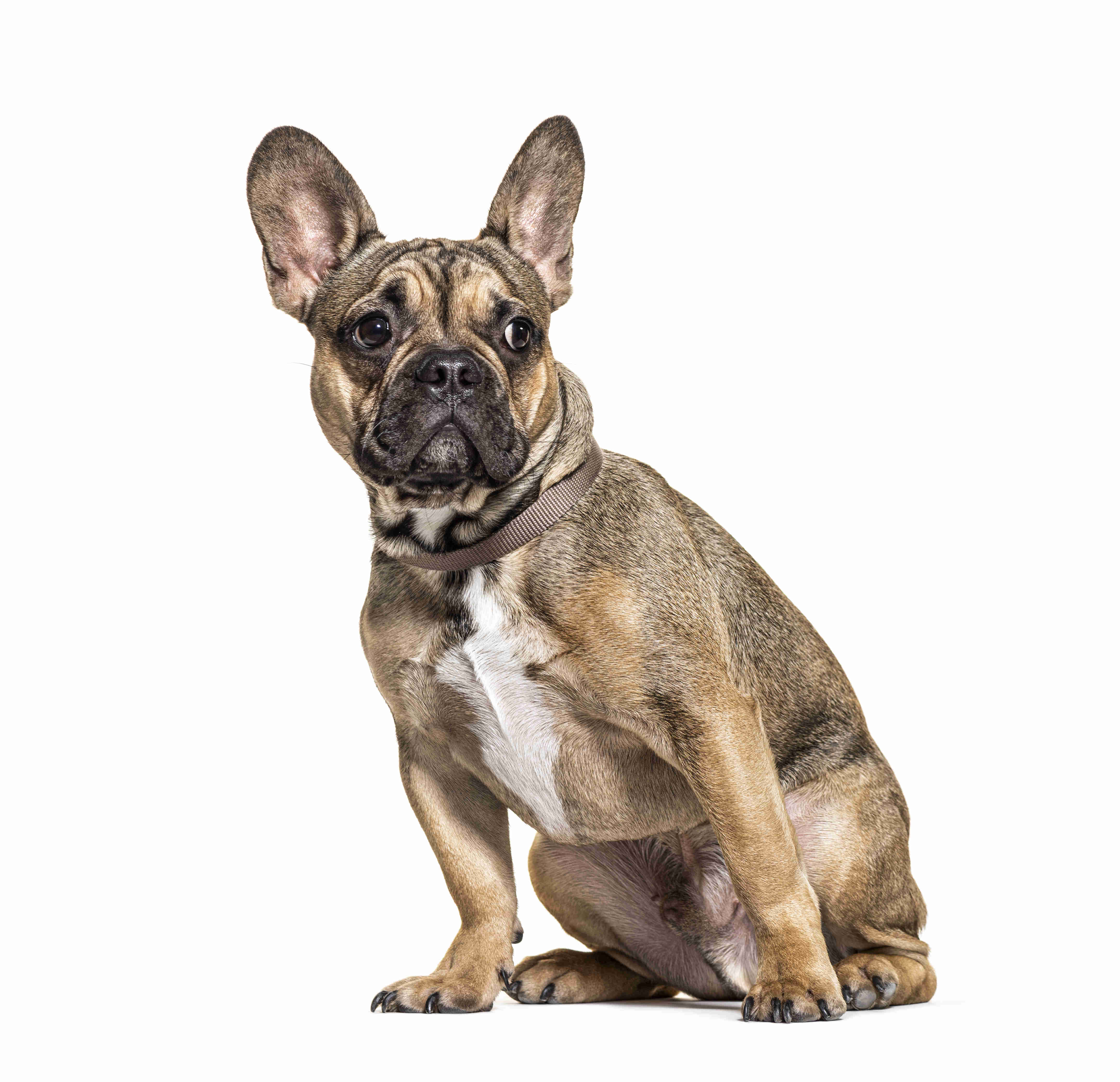 5 Effective Solutions to Help Your French Bulldog Respond to Training and Commands
